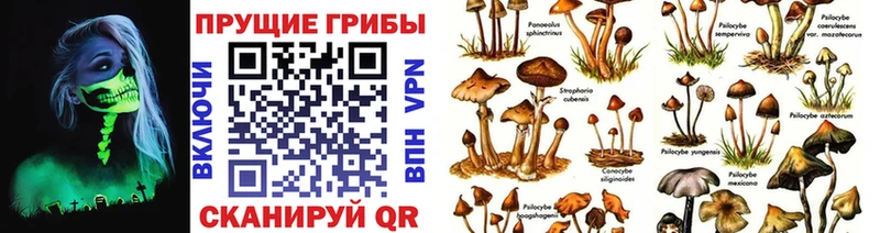 закладки  Барыш  Галлюциногенные грибы Psilocybine cubensis 
